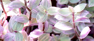 ピンク色のカリシア・ロザートの葉