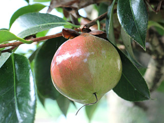 卜伴椿の果実 (撮影日：2023年7月10日)