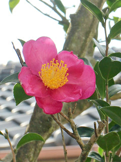 サザンカ (山茶花) (撮影日：2023年11月9日)