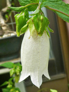 図　シロバナヤマホタルブクロ (白花山蛍袋)