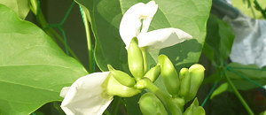 白色のシロナタマメの花