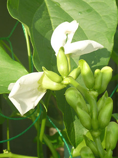 シロナタマメ (白鉈豆) (撮影日：2014年7月27日)