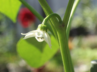 白色のピーマンの花(撮影日：2025年5月20日)