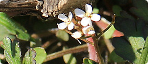 白色のコタネツケバナの花