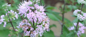 ピンク色のダンギクの花