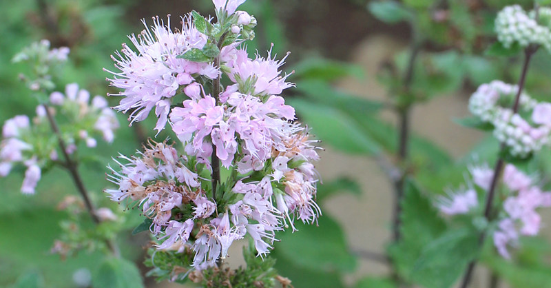 ピンク色のダンギクの花