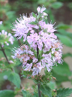 ピンク色のダンギクの花 (カリオプテリス) (撮影日：2025年10月6日) 