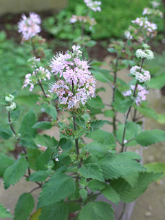 ピンク色のダンギクの花 (カリオプテリス) (撮影日：2025年10月6日) 