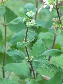 ピンク色のダンギクの花 (カリオプテリス) (撮影日：2025年10月6日) 
