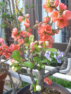 クサボケ (草木瓜) (撮影日：2013年3月28日)