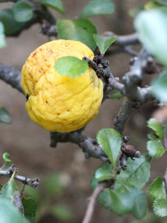 クサボケの黄色に成熟した果実 (撮影日:2025年7月29日)