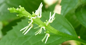 ヒトリシズカの花