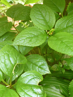 十字対生する葉の様子 (撮影日：2017年5月7日)