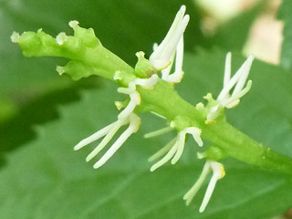 花軸が茎の先にあるもの (ヒトリシズカの花軸) (撮影日：2017年5月7日)