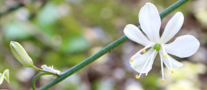 白色のオリヅルランの花