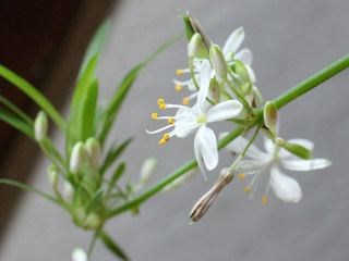 葉腋に束になって咲いているオリヅルランの花の花の様子 (撮影日：2021年5月23日) 