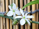 白色の折鶴蘭の花 (撮影日：2024年6月25日)