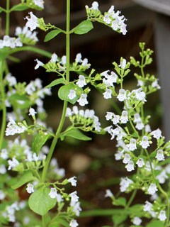 カラミンサ・ネペタ (クリノポディウム・ネペタ) (撮影日：2024年9月30日)