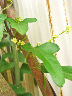 アオツヅラフジ (青葛藤) (撮影日：2013年8月11日)