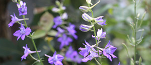 紫色のチドリソウの花