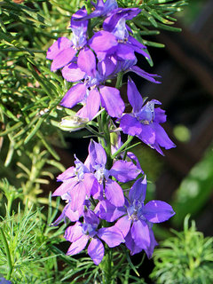 紫色の千鳥草の花 (飛燕草) (撮影日：2021年5月29日)