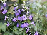 紫色の千鳥草の花 (飛燕草) (撮影日：2023年6月4日)
