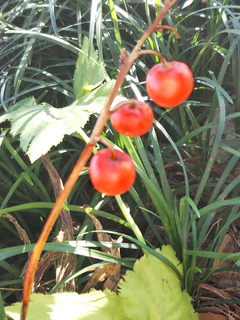 スズラン (鈴蘭) (撮影日：2019年12月16日)