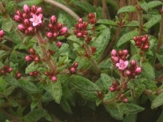 クラッスラ・クーペリー (撮影日：2013年7月2日)