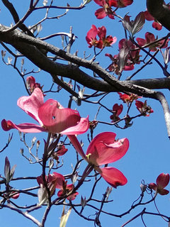 ハナミズキ (花水木) (撮影日：2021年4月9日)