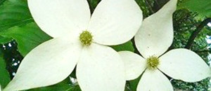 ヤマボウシの花