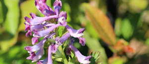 紫色のムラサキケマンの花