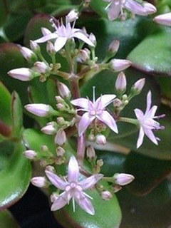 ピンク色の花月の花(撮影日：2012年11月20日)