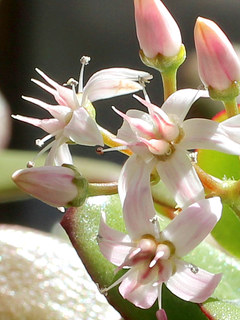 ピンク色の花月の花(撮影日：2015年1月11日)