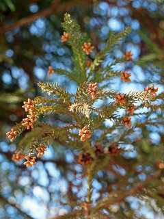 スギ (杉) (撮影日：2021年3月3日)