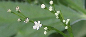 白色のミツバの花