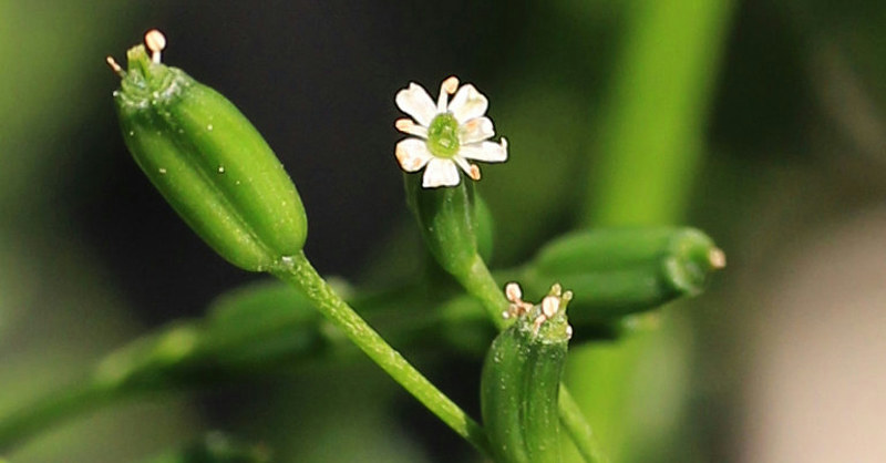 ミツバ (三葉) - 【植物図鑑】 花の名前を調べる - hananani.com