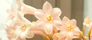 オレンジ色のキルタンサス・マッケニーの花