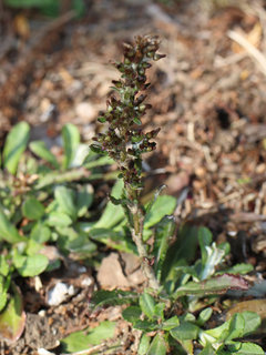 ウラジロチチコグサ(裏白父子草) (撮影日：2021年3月24日)