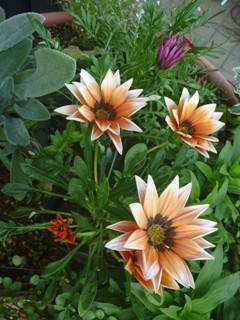 ガザニア (撮影日：2014年11月27日)