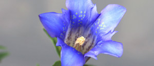 青色のリンドウの花