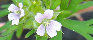 紫色のアメリカフウロの花