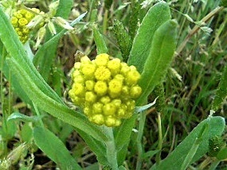 ハハコグサ (母子草)