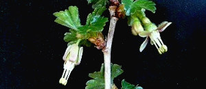 白色のグーズベリーの花の画像