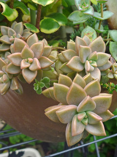 ブロンズ姫 (グラプトセダム・ヴェラ・ヒギンス)(撮影日：2014年6月30日)