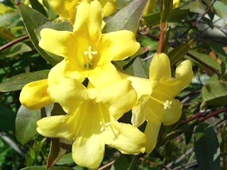 カロライナジャスミン (撮影日：不明)