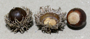 クヌギのどんぐり