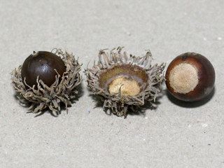 クヌギの外れた果実 (撮影日:2023年9月30日)