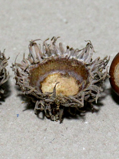 クヌギの帽子 (殻斗) (撮影日:2023年9月30日)