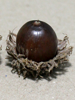 クヌギの果実 (どんぐり) (撮影日:2023年9月30日)