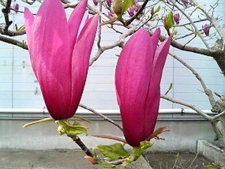 モクレン (木蓮) (撮影日：2008年4月9日)